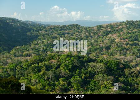 La foresta pluviale tropicale di Gamboa lungo il canale di Panama, il lago Gatun, Panama, America Centrale Foto Stock