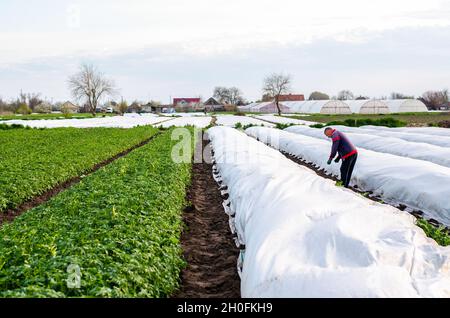 Oblast di Kherson, Ucraina - 1 maggio 2021: L'agricoltore rimuove l'agrocfibra spunbond bianca da una piantagione di patate. Uso di materiali di rivestimento protettivi in agricoltura Foto Stock