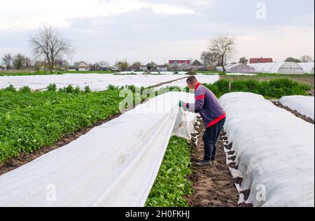 Oblast di Kherson, Ucraina - 1 maggio 2021: L'agricoltore rimuove la copertura agricola protettiva da una piantagione di patate. Coltivando raccolti in un tempo freddo. PR. Prodotto Foto Stock