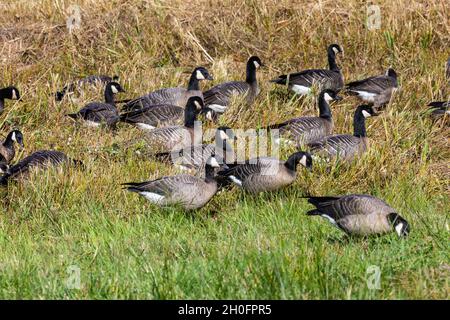 Cackling Geese, Branta hutchinsii, al Billy Frank Jr. Nisqually National Wildlife Refuge, Washington state, USA Foto Stock