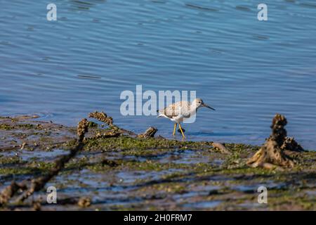 Greater yellowleg, Tringa melanoleuca, che si nutre di mudflats a bassa marea in Billy Frank Jr. Nisqually National Wildlife Refuge, Washington state, USA Foto Stock