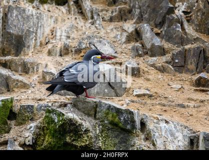 Colorata Inca Tern (Larosterna inca) vicino alla costa peruviana. Lima, Perù, Sud America. Foto Stock