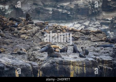 Centinaia di leoni marini sudamericani (Otaria flavescens) riposano sulla costa rocciosa. Lima, Perù, Sud America. Foto Stock