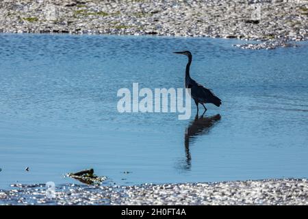 Great Blue Heron, Ardea erodiasm, pesca in un canale di marea a Billy Frank Jr. Nisqually National Wildlife Refuge, Washington state, USA Foto Stock