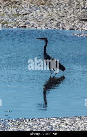 Great Blue Heron, Ardea erodiasm, pesca in un canale di marea a Billy Frank Jr. Nisqually National Wildlife Refuge, Washington state, USA Foto Stock