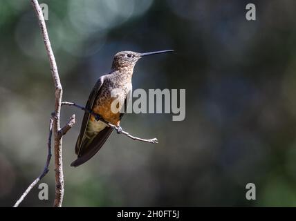 Un gigante Hummingbird (Patagona gigas) arroccato su un ramo. Cuzco, Perù, Sud America. Foto Stock