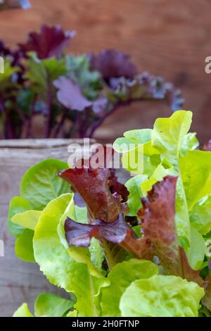 Inizia la lattuga vegetale a foglia rossa e verde Foto Stock