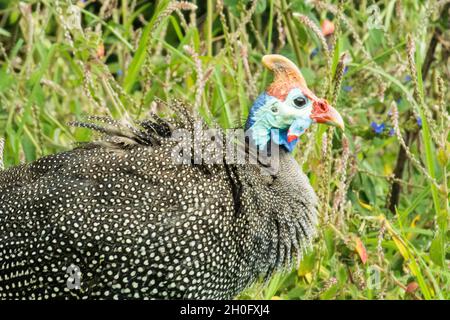 Guineafowl (Numida meleagris) in erba lunga Foto Stock