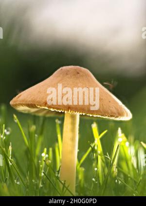 Funghi che crescono su un prato in un giardino nello Staffordshire. Foto Stock