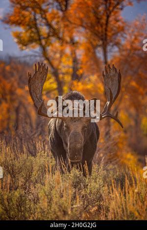 Alce toro in colore autunnale Foto Stock