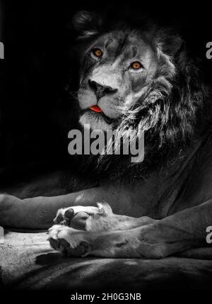 Leone in bianco e nero con gli occhi colorati Foto Stock