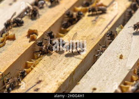 particolare di api miele che inghiottisce in alveare di legno Foto Stock