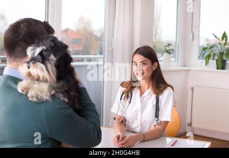 Carino cane in miniatura schnauzer con proprietario al veterinario Foto Stock