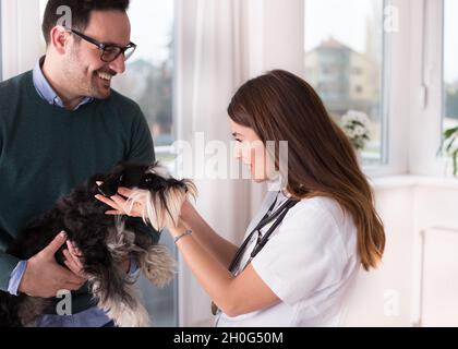 Carino cane in miniatura schnauzer con proprietario al veterinario Foto Stock