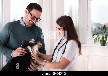 Carino cane in miniatura schnauzer con proprietario al veterinario Foto Stock