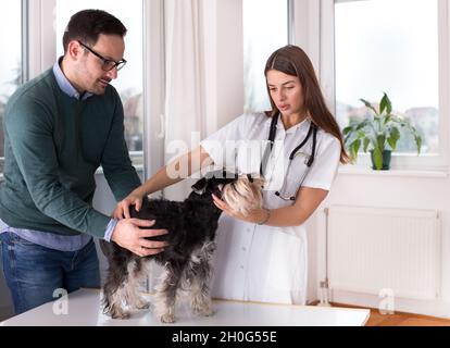 Carino cane in miniatura schnauzer con proprietario al veterinario Foto Stock