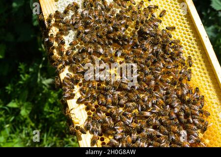 Grande colonia di api da miele operaio (Apis mellifera) a nido d'ape in una cornice da un alveare di api. Alcune cellule sono tappate, molte sono non tappate. Foto Stock