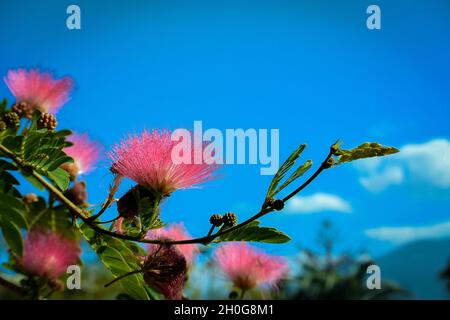 Bright Pick Red Powder Puff (Calliandra ematocephala) contro il cielo azzurro Foto Stock