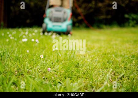 Uomo in pantaloncini che spinge il rasaerba elettrico verso la telecamera. Metà del prato è rifinito, l'erba rimanente è più lunga. Tipico lavoro di giardinaggio domenicale Foto Stock
