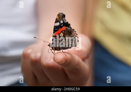 Una farfalla sul dito di un bambino. Foto Stock