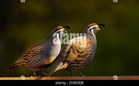 Due maschio California Quail camminando su una recinzione, Sooke, BC Foto Stock