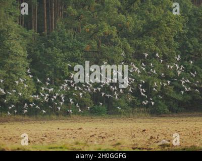 Terreno agricolo appena arato. Terreno marrone. Un gregge di piccioni selvaggi in volo sorvola il campo. Dietro c'è un muro forestale. Foto Stock