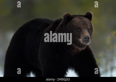 Orso marrone in pelliccia d'inverno Foto Stock