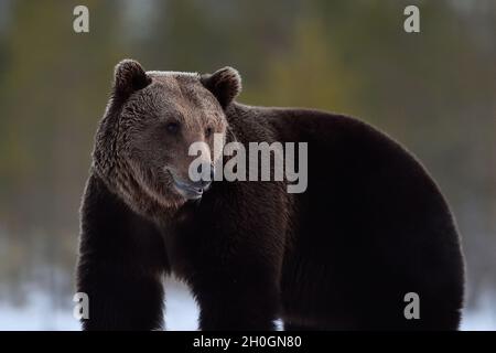 Ritratto di orso marrone in pelliccia d'inverno Foto Stock