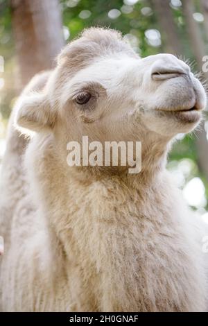 Cammello che guarda nella fotocamera. Primo piano ritratto di cammello Foto Stock