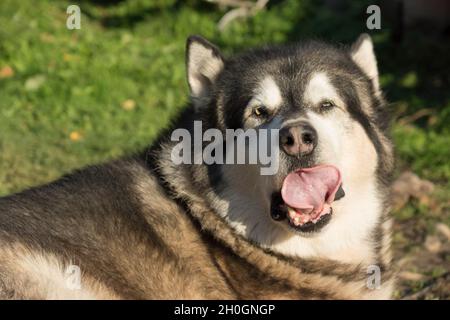 Il cane malamuto giace sull'erba e sulle uova Foto Stock