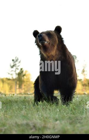 Vista ad angolo basso dell'orso marrone. Ravvicinato. Foto Stock