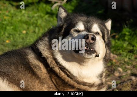 Il cane malamuto si trova sull'erba Foto Stock