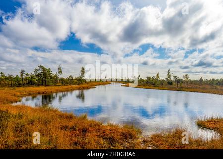 Lago con riflessi del cielo blu nel Parco Nazionale di Kemeri, Jurmala Lettonia. Sul sentiero tra palude, paludi, erba, laghi, foresta. Foto Stock