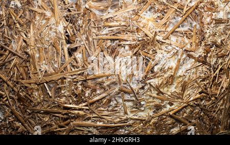 Vista dall'alto della paglia preparata per la crescita dei funghi, come immagine della texture di sfondo Foto Stock