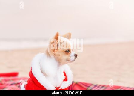 Vacanze al mare per Natale, Capodanno. Chihuahua cane in abiti babbo natale su una coperta nella sabbia. Foto Stock