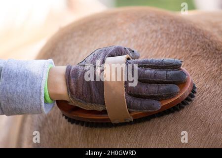 Primo piano della mano del bambino con i guanti che tengono la spazzola ed il cavallo di pony grooming Foto Stock