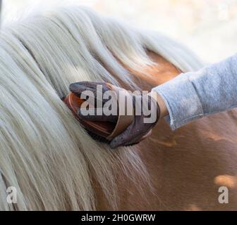 Primo piano della mano del bambino con i guanti che tengono la spazzola ed il cavallo di pony grooming Foto Stock