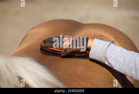 Primo piano della mano del bambino con i guanti che tengono la spazzola ed il cavallo di pony grooming Foto Stock