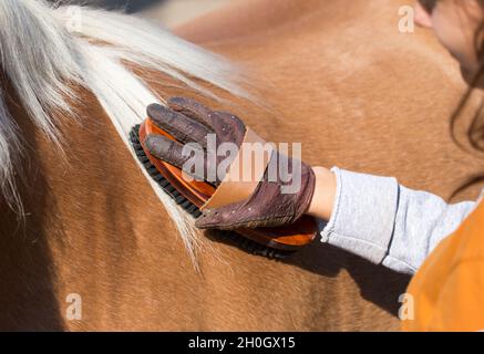 Primo piano della mano del bambino con i guanti che tengono la spazzola ed il cavallo di pony grooming Foto Stock