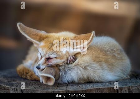 Fennec carino e carino o volpe desertica con grandi orecchie divertenti che dormono. Foto Stock