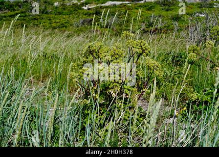 Flora sull'isola nell'arcipelago di Fjällbacka sulla costa occidentale della Svezia. Foto Stock