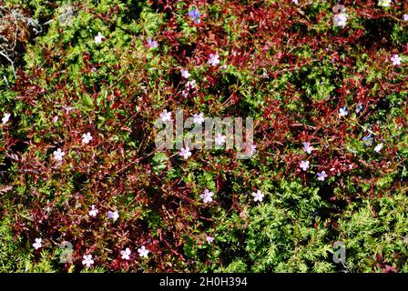 Flora sull'isola nell'arcipelago di Fjällbacka sulla costa occidentale della Svezia. Foto Stock