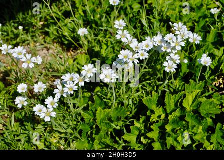 Flora sull'isola nell'arcipelago di Fjällbacka sulla costa occidentale della Svezia. Foto Stock