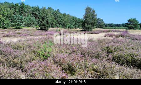 Shush Common Heather (Calluna vulgaris) con dune di sabbia nel Senne, Renania settentrionale-Vestfalia, Germania Foto Stock