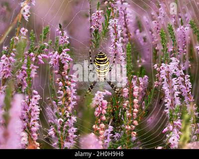 WASP Spider (Argiope bruennichi) o zebra Spider nella rete di cattura nella brughiera, Renania settentrionale-Vestfalia, Germania Foto Stock