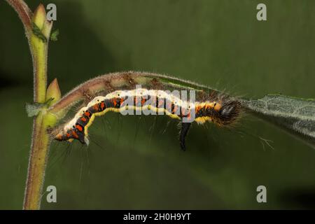 Gray Dagger (Acronicta psi), adulto che si nutrono di salice aurico (Salix aurita), Baden-Wuerttemberg, Germania Foto Stock