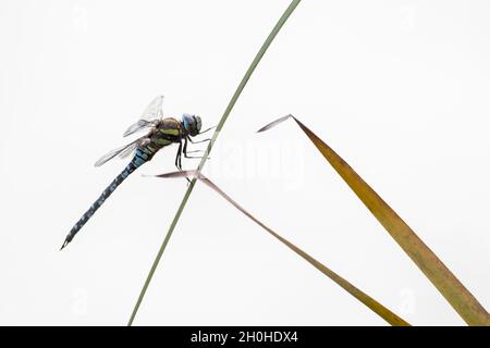 Migrant Hawker (Aeshna mixta), su fusto di canna, Assia, Germania, Assia, Germania Foto Stock