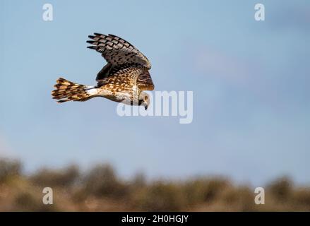 Fuoco selettivo di un falco che vola sul prato Foto Stock