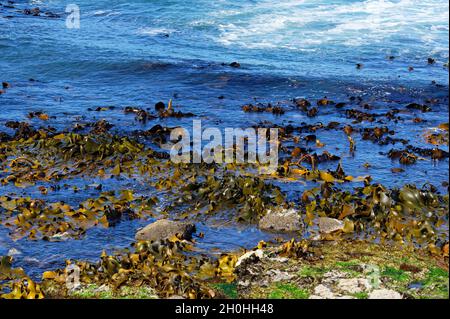 Bull kelp o rimurapa (Durvillaea specie), una delle più suggestive alghe marine della Nuova Zelanda che si trovano sulle coste esposte. Foto Stock