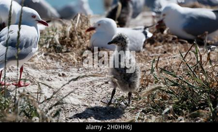 Un pulcino di gabbiano rosso e soffice si erge nella colonia di nidificazione con gabbiani adulti che nidificano sullo sfondo. Foto Stock